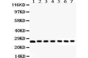 Anti- Galectin3 Picoband antibody, Western blotting All lanes: Anti Galectin3  at 0. (Galectin 3 抗体  (AA 153-264))