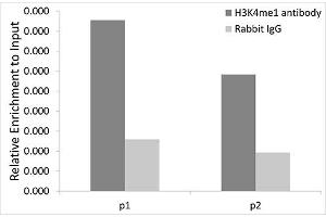 Chromatin immunoprecipitation analysis extracts of 293T cells, using MonoMethyl-Histone H3-K4 antibody (ABIN1872994) and rabbit IgG. (Histone 3 抗体  (H3K4me))