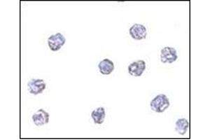Immunocytochemistry of MPYS in A20 cells with MPYSat 5 μg/ml. (STING/TMEM173 抗体  (C-Term))