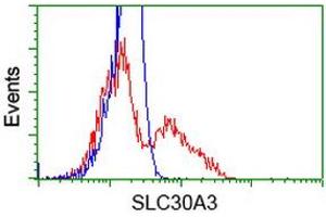 HEK293T cells transfected with either RC205310 overexpress plasmid (Red) or empty vector control plasmid (Blue) were immunostained by anti-SLC30A3 antibody (ABIN2453647), and then analyzed by flow cytometry. (Slc30a3 抗体)
