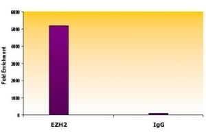EZH2 antibody (mAb) tested by ChIP. (EZH2 抗体  (AA 353-451))