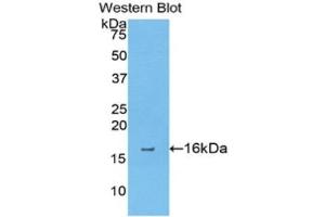 Western Blotting (WB) image for anti-Annexin A4 (ANXA4) (AA 36-157) antibody (ABIN1176341)