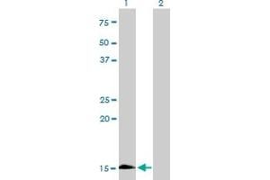 Western Blot analysis of HBZ expression in transfected 293T cell line by HBZ monoclonal antibody (M01), clone 3C4-1D5. (HBZ 抗体  (AA 1-142))
