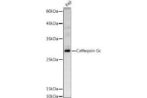Western blot analysis of extracts of Raji cells, using Cathepsin G antibody (ABIN6127687, ABIN6139229, ABIN6139231 and ABIN6221273) at 1:500 dilution. (Cathepsin G 抗体  (AA 21-255))
