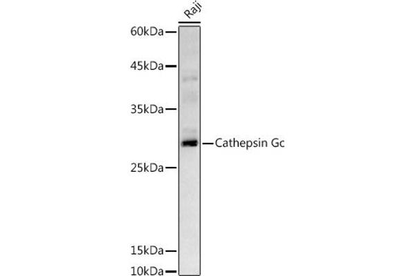 Cathepsin G Antikörper  (AA 21-255)