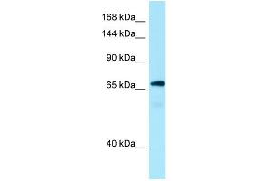 WB Suggested Anti-MON2 Antibody Titration: 1. (Mon2 抗体  (C-Term))