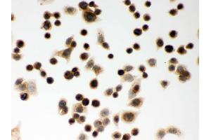 Immunohistochemistry (IHC) image for anti-Clock Homolog (Mouse) (CLOCK) (AA 75-109), (N-Term) antibody (ABIN3043813)