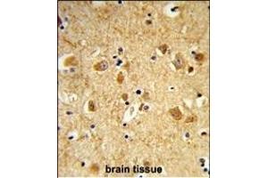 Formalin-fixed and paraffin-embedded human brain tissue reacted with DNM3 Antibody (Center), which was peroxidase-conjugated to the secondary antibody, followed by DAB staining. (Dynamin 3 抗体  (AA 557-584))