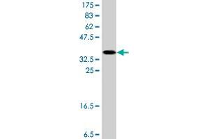 Western Blot detection against Immunogen (38.