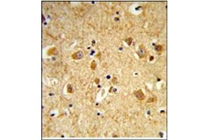 AP17991PU-N Dynamin-3 antibody staining of Formalin-Fixed, Paraffin-Embedded Human brain using Peroxidase-conjugated to the secondary antibody, followed by DAB staining. (Dynamin 3 抗体  (Middle Region))