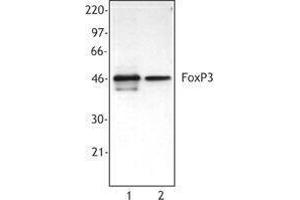 Western Blotting (WB) image for anti-Forkhead Box P3 (FOXP3) antibody (ABIN2666335) (FOXP3 抗体)
