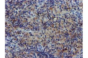 Image no. 8 for anti-Coiled-Coil-Helix-Coiled-Coil-Helix Domain Containing 5 (CHCHD5) (AA 1-110) antibody (ABIN1490560) (CHCHD5 抗体  (AA 1-110))