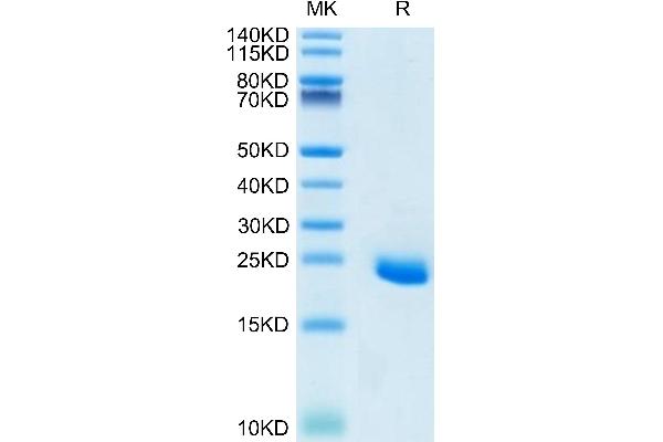 EFNA4 Protein (AA 26-171) (His tag)