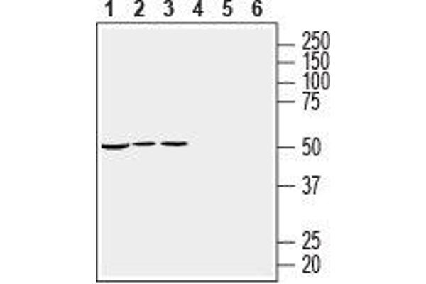 RIC3 抗体  (C-Term, Intracellular)