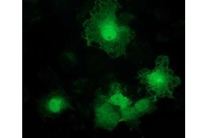 Immunofluorescence (IF) image for anti-Alcohol Dehydrogenase 1B (Class I), beta Polypeptide (ADH1B) antibody (ABIN1496478) (ADH1B 抗体)
