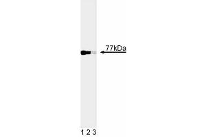 Western blot analysis of Nur77. (NR4A1 抗体)