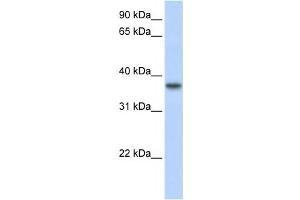 Western Blotting (WB) image for anti-Transmembrane Protein 173 (TMEM173) antibody (ABIN2459160) (STING/TMEM173 抗体)