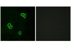 Immunofluorescence (IF) image for anti-Latrophilin 1 (LPHN1) (Internal Region) antibody (ABIN1853060) (Latrophilin 1 抗体  (Internal Region))