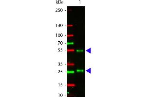 Western Blotting (WB) image for Rabbit anti-Goat IgG (Heavy & Light Chain) antibody (Atto 550) - Preadsorbed (ABIN1043945)