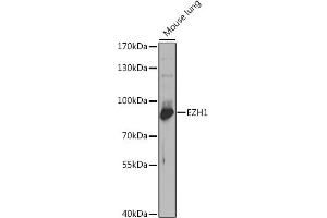 Western blot analysis of extracts of mouse lung, using EZH1 antibody (ABIN6130371, ABIN6140390, ABIN6140392 and ABIN6221509) at 1:1000 dilution. (EZH1 抗体  (AA 160-280))
