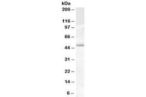 Western blot testing of human testis lysate with Actin-like 7B antibody at 0. (Actl7b 抗体)