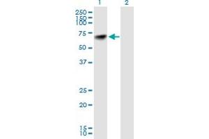 Western Blot analysis of NARS expression in transfected 293T cell line by NARS MaxPab polyclonal antibody. (NARS 抗体  (AA 1-548))