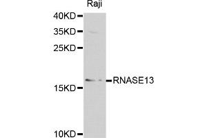 Western blot analysis of extracts of Raji cells, using RNASE13 antibody. (RNASE13 抗体)