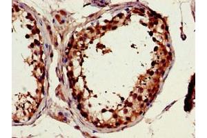 Immunohistochemistry of paraffin-embedded human testis tissue using ABIN7152590 at dilution of 1:100