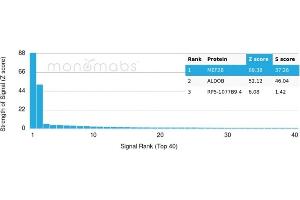 Analysis of Protein Array containing more than 19,000 full-length human proteins using MEF2B-Monospecific Mouse Monoclonal Antibody (PCRP-MEF2B-2F9). (MEF2B 抗体)