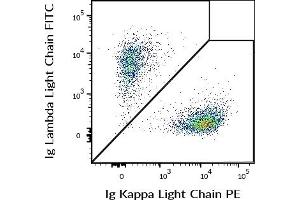 Flow cytometry multicolor surface staining of human CD19 positive B cells using anti-human Ig Kappa Light Chain (TB28-2) PE (c = 5 μg/mL) and anti-human Ig Lambda Light Chain (1-155-2) FITC (c = 5 μg/mL) antibodies. (kappa Light Chain 抗体  (PE))