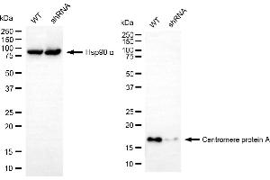 anti-Centromere Protein A (CENPA) antibody