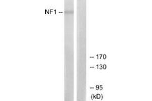 Western blot analysis of extracts from HepG2 cells, using NF1 Antibody. (Neurofibromin 1 抗体  (AA 1551-1600))