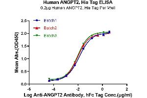 Immobilized Human ANGPT2, His Tag at 2 μg/mL (100 μL/well). (Angiopoietin 2 Protein (ANGPT2) (AA 275-496) (His-Avi Tag))