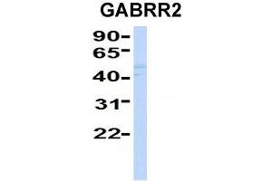 Host:  Rabbit  Target Name:  GABRR2  Sample Type:  Human Fetal Liver  Antibody Dilution:  1. (GABRR2 抗体  (Middle Region))