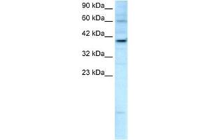 Human HepG2; WB Suggested Anti-KIF25 Antibody Titration: 2. (KIF25 抗体  (C-Term))