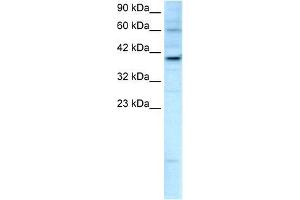Human HepG2; WB Suggested Anti-KIF25 Antibody Titration: 2.