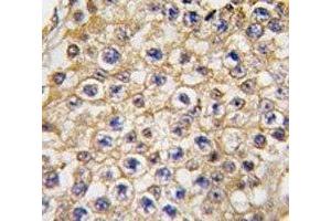 IHC analysis of FFPE human testis tissue stained with TRPV3 antibody