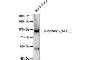 Western Blotting (WB) image for anti-Aconitase 2, Mitochondrial (ACO2) (AA 501-780) antibody (ABIN1678537)