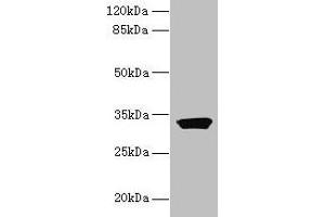 Western blot All lanes: ODF3L1 antibody at 3 μg/mL + HT29 whole cell lysate Secondary Goat polyclonal to rabbit IgG at 1/10000 dilution Predicted band size: 32 kDa Observed band size: 32 kDa (ODF3L1 抗体  (AA 1-274))