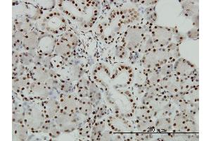 Immunoperoxidase of monoclonal antibody to EP300 on formalin-fixed paraffin-embedded human salivary gland. (p300 抗体  (AA 731-830))