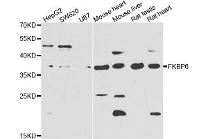 Western blot analysis of extracts of various cell lines, using FKBP6 antibody. (FKBP6 抗体)