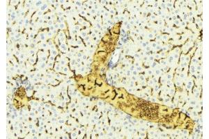 ABIN6275345 at 1/100 staining Mouse liver tissue by IHC-P. (EHHADH 抗体  (Internal Region))