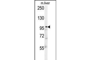 KIF9 Antibody (C-term) (ABIN652134 and ABIN2840560) western blot analysis in mouse liver tissue lysates (15 μg/lane). (KIF9 抗体  (C-Term))