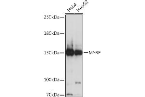 Western blot analysis of extracts of various cell lines, using MYRF Rabbit pAb (ABIN7266372) at 1:1000 dilution. (Chromosome 11open Reading Frame 9 (C11orf9) (AA 1-100) 抗体)
