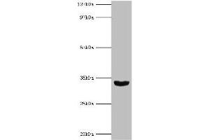 Western blot All lanes: Homeobox protein Hox-B1 antibody at 9 μg/mL + Mouse liver tissue Secondary Goat polyclonal to rabbit IgG at 1/10000 dilution Predicted band size: 33, 25 kDa Observed band size: 33 kDa (HOXB1 抗体  (AA 35-180))