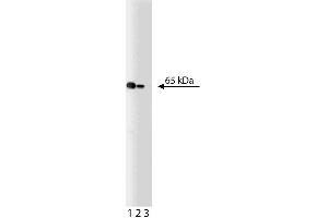 Western blot analysis of NF-kappaB p65 on a Jurkat lysate. (NF-kB p65 抗体  (AA 136-224))