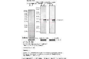 Sample Type: 1. (RAB9A 抗体  (Middle Region))