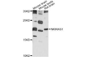 Western blot analysis of extracts of various cell lines, using NKIRAS1 antibody (ABIN6292138) at 1:1000 dilution. (NKIRAS1 抗体)