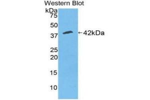 Detection of Recombinant CKM, Canine using Polyclonal Antibody to Creatine Kinase, Muscle (CKM) (CKM 抗体  (AA 11-367))