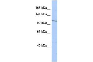 WB Suggested Anti-MAP4K4 Antibody Titration:  0. (MAP4K4 抗体  (N-Term))
